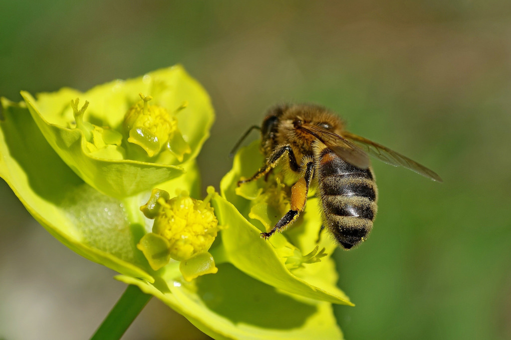 Abeille, Bi, insecte, insekt, butineuse, fleur, blomst, Cadeau, gave, grenierauxabeilles, foragingbee, Euphorbe, euphorbia, spurge, saveearth, Supershot, coth, fantasticnature, alittlebeauty, NGC, sunrays5, coth5, greatphotographers, NPC, 100commentgroup, fabuleuse