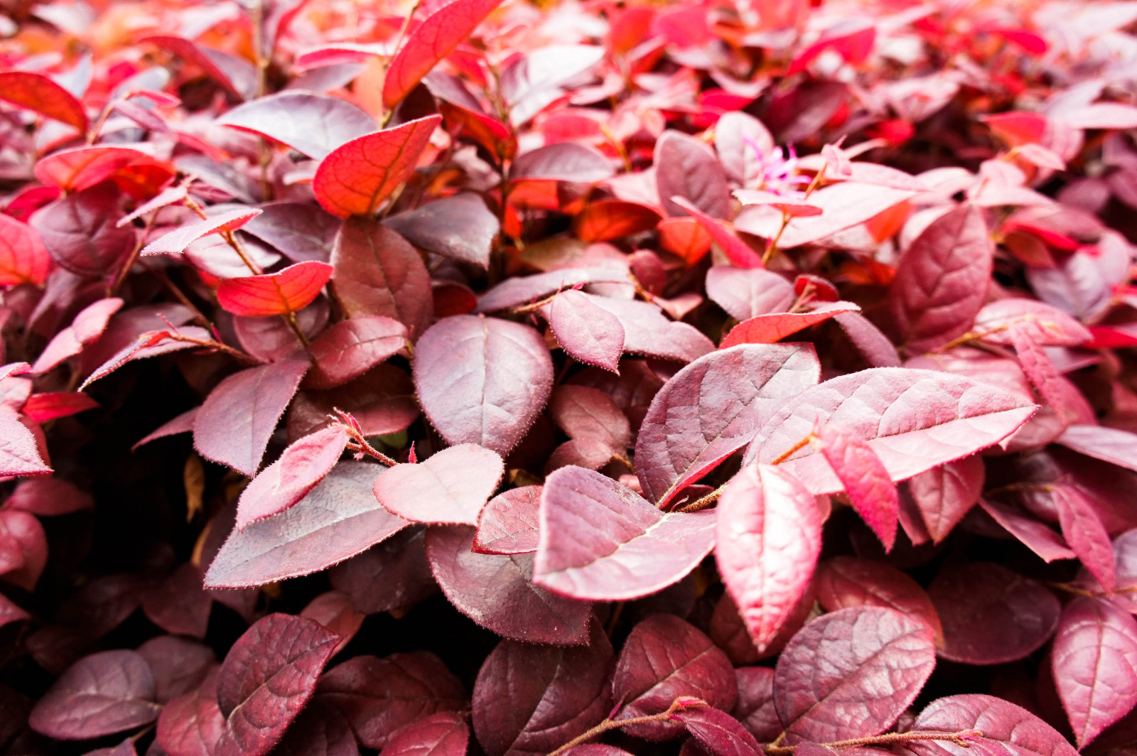 pianta, foglia, petalo, deciduo, rosso, groundcover, pianta fiorita, Tints and shades, terrestrial plant, arbusto, avvicinamento, carminio, pianta annuale, suolo, evento, Perennial plant, autunno, magenta, Natural landscape, modello, coquelicot, roccia