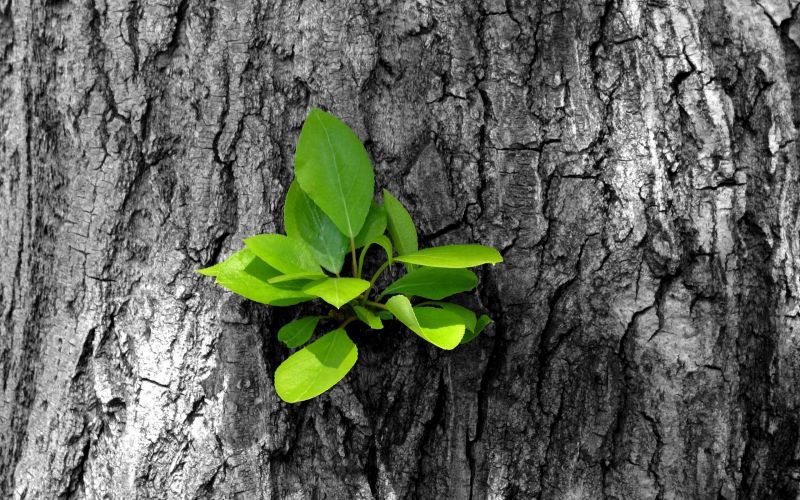 leaves, nature, plants, branch, trees, forest leaves, nature, plants, branch, trees, forest