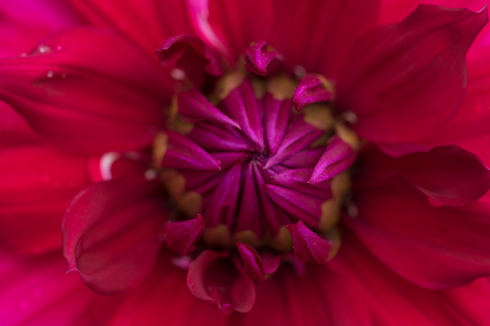 rød, fotografering, makro, blomst, lyserød, blomst, plante, dahlia, flora, blomma, makro, Katrinetorp, katrinetorpslanderi, kronblad, jord plante, blomstrende plante, tæt på, etårig plante, makrofotografering, daisy familie, haven kosmos