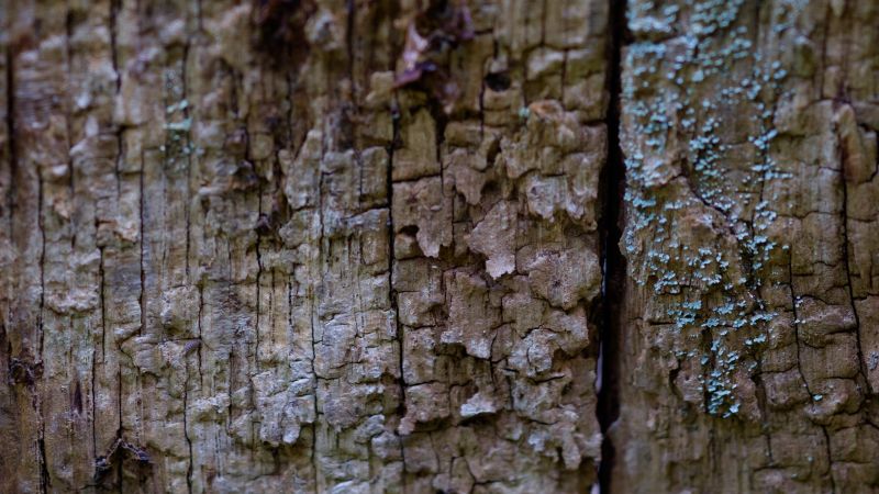 Příroda, dřevo, makro, větev, stěna, fotografování Příroda, dřevo, makro, větev, stěna, fotografování