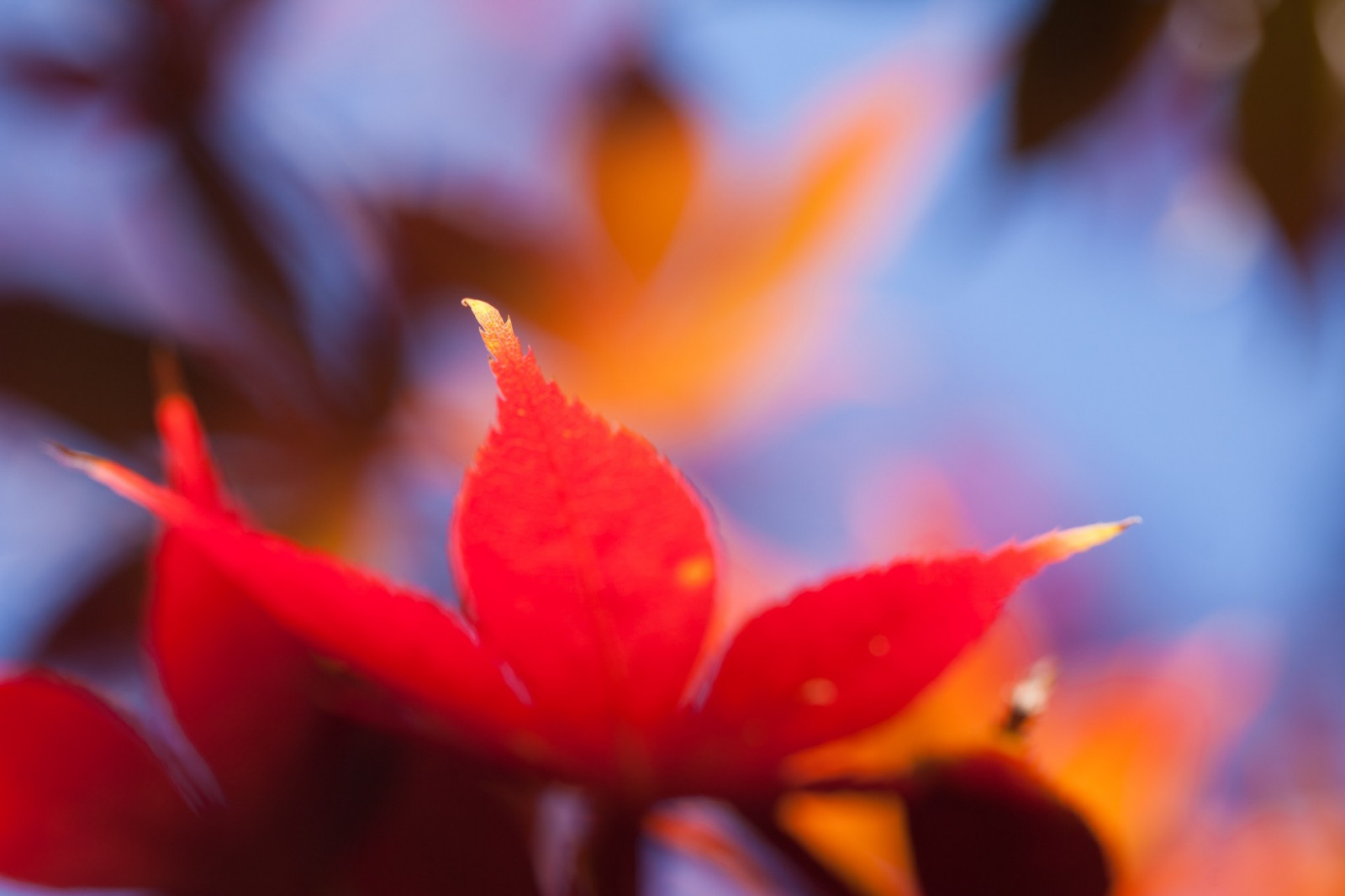 sollys, blade, natur, rød, planter, fotografering, makro, gul, blomst, farve, blad, blomst, plante, flora, kronblad, jord plante, blomstrende plante, tæt på, makrofotografering
