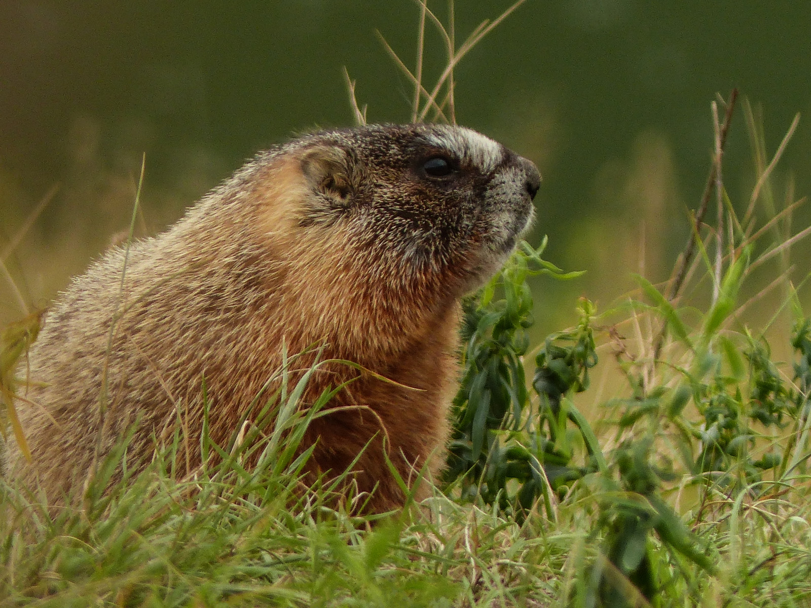 divoký, Kanada, Příroda, zvíře, lumix, zajímavost, sedící, dospělý, Volně žijících živočichů, prozkoumat, Alberta, divoké zvíře, pointandshoot, traviny, svišť, boční pohled, Rockchuck, Želva žlutá, Marmotaflaviventris, southernalberta, Orderrodentia, annkelliott, Familysciuridae, anneelliott, fz200, Genusmarmota, panasonicdmcfz200, Subgenuspetromarmota, Explore2014september22