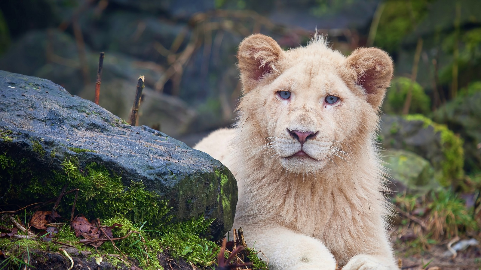 zvěř, lev, Volně žijících živočichů, velké kočky, zoologická zahrada, savci, Kočkovitý, Safari, fauna, savec, 3840x2160 px, kočka jako savci, psí plemeno skupina
