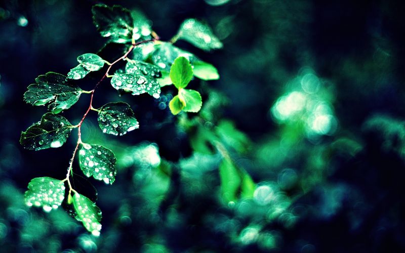 luce del sole, natura, erba, verde, petali, ramo