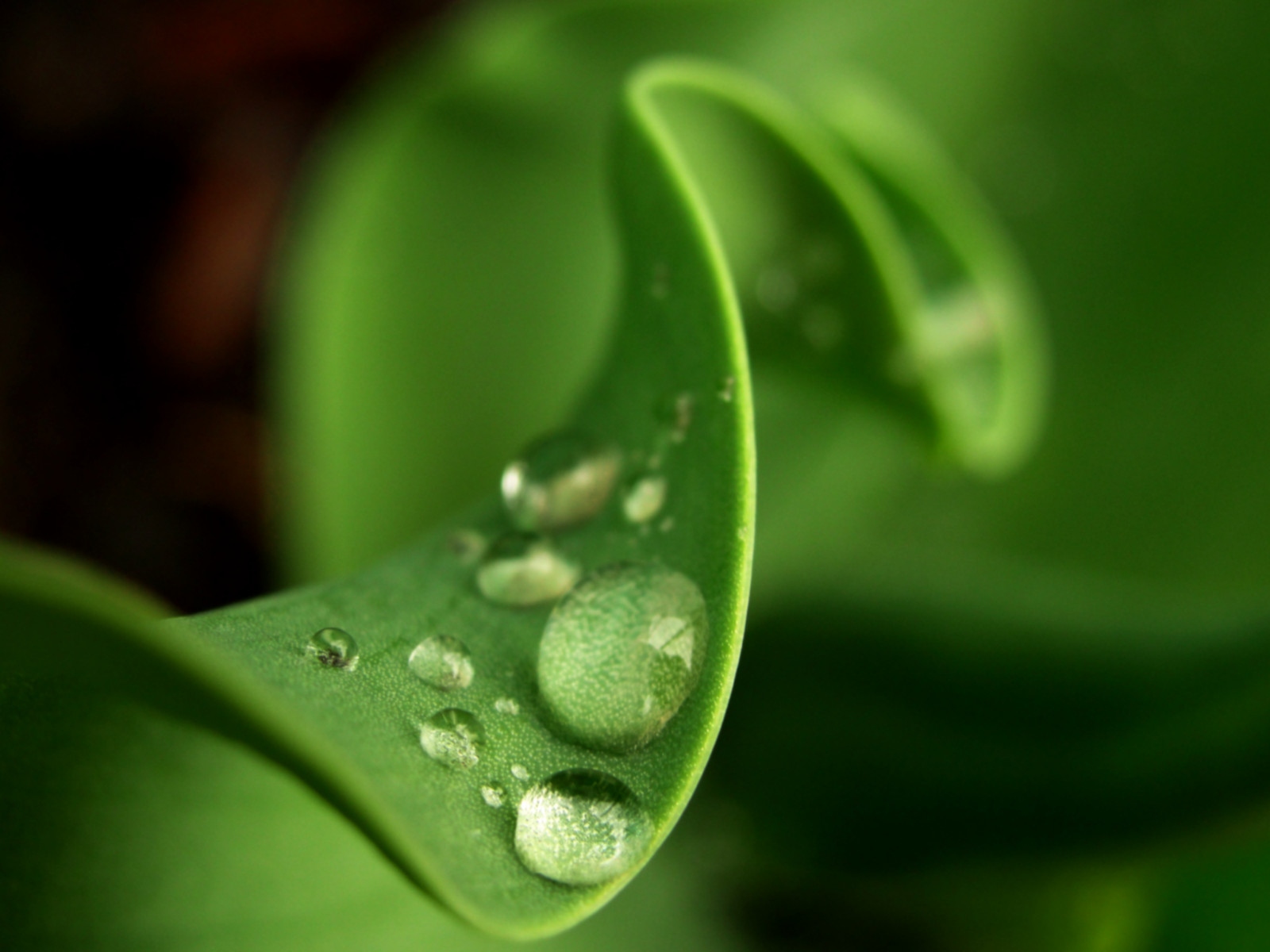 vand, natur, græs, regn, fotografering, grøn, Stockholm, Sverige, forår, dug, Sverige, April, 2012, blad, blomst, plante, dråbe, tulipan, flora, dråber, kronblad, elahe, botanik, tæt på, makrofotografering, stængelplante, fugtighed