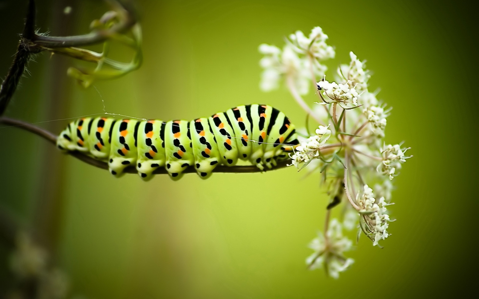 Fond d&rsquo;écran : chenille, herbe, fleurs, blanc, rayé 2560x1600