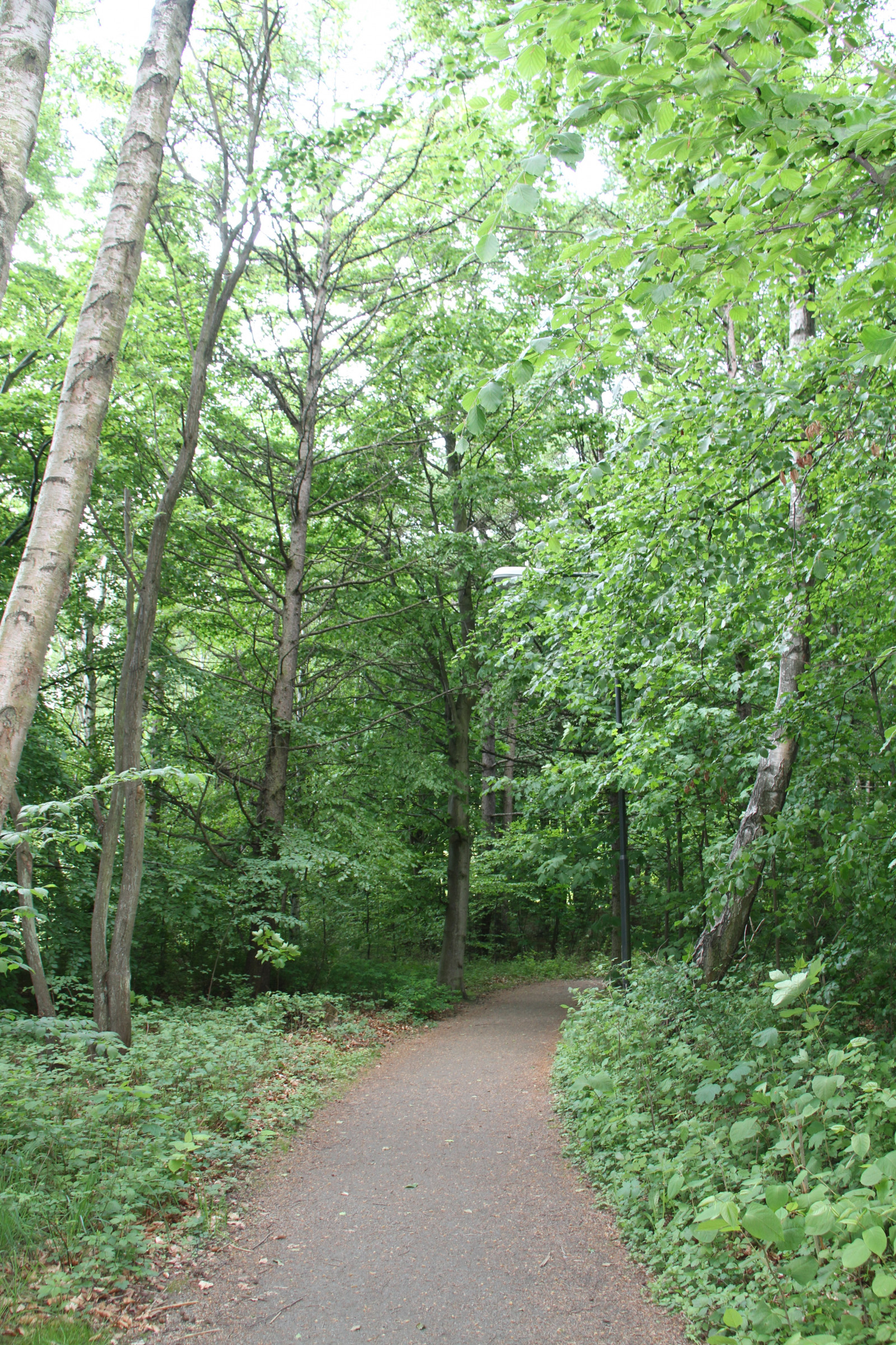 foresta, foresta pluviale, albero, foglia, pianta, boschi, Trelleborg, Skog, pista, tre, due senza tre, prato, alb ck, bosco, boschetto, habitat, ambiente naturale, pianta legnosa, ecosistema, temperata foresta di conifere, bioma, arbusto, vecchia foresta di crescita, foresta temperata, deciduo