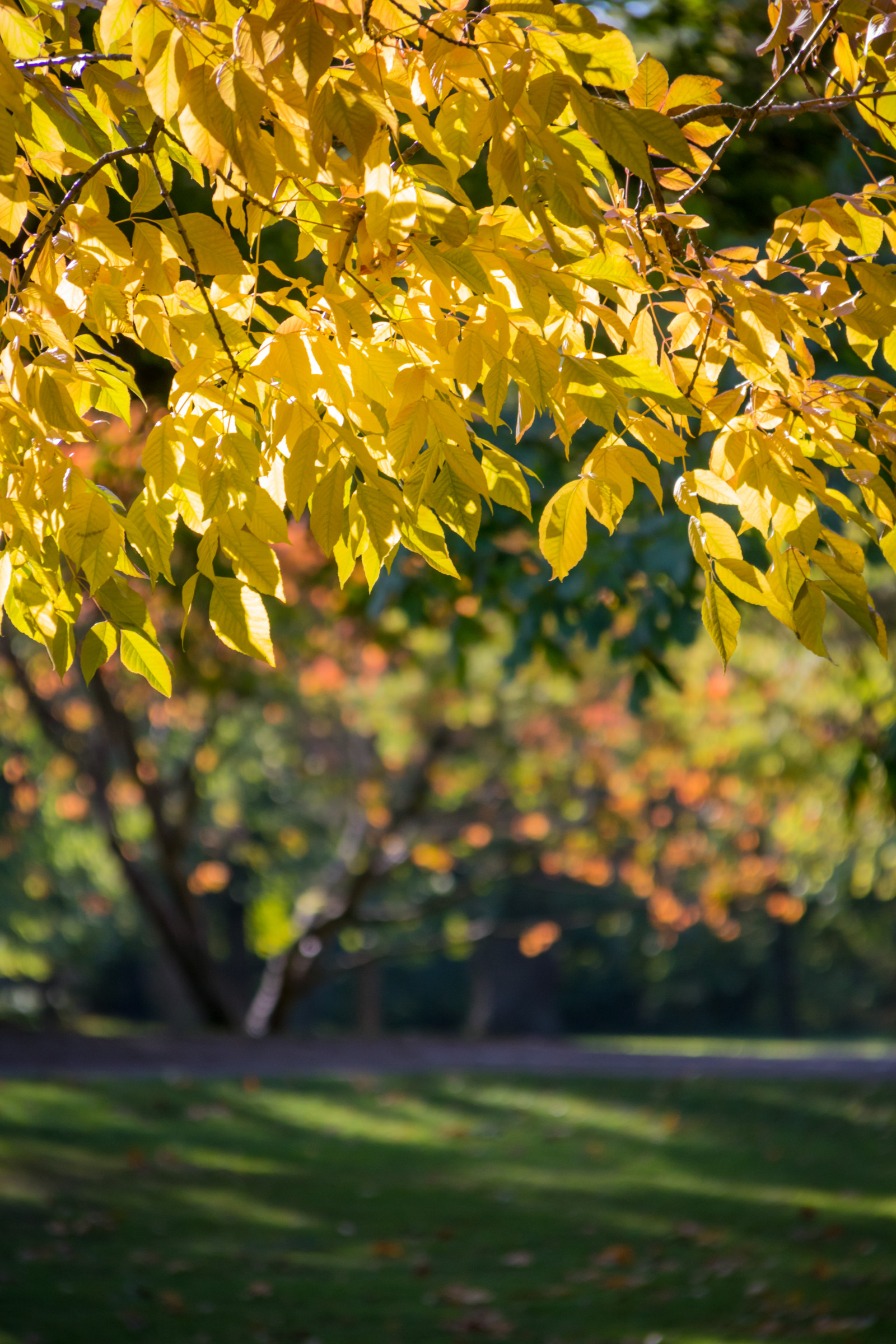 slunečnímu záření, zahrada, Příroda, park, větev, zelená, žlutý, květ, světlo, strom, podzim, list, květ, rostlina, sezóna, flóra, h st, l v, exif modelu canoneos760d, geocountry, Kamera aby kánon, geocity, Model fotoaparátu canoneos760d, geostate, geolocation, EXIF čočka efs18200mmf3556is, EXIF otvor 56, exif focallength 200mm, exif aby kánon, EXIF isospeed 320, Alnarp, botanika, kvetoucí rostlina, dřevina, keř, opadavý