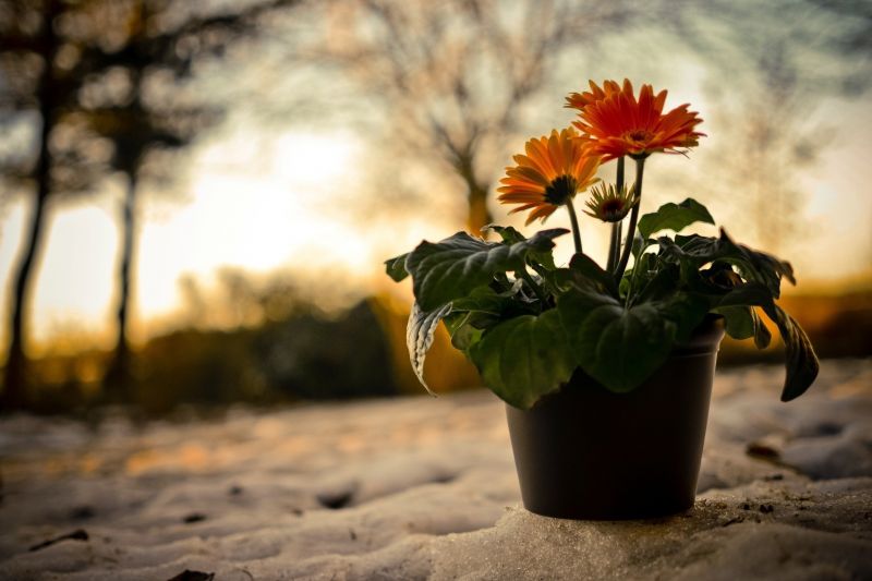 slunečnímu záření, západ slunce, květiny, Příroda, písek, Červené