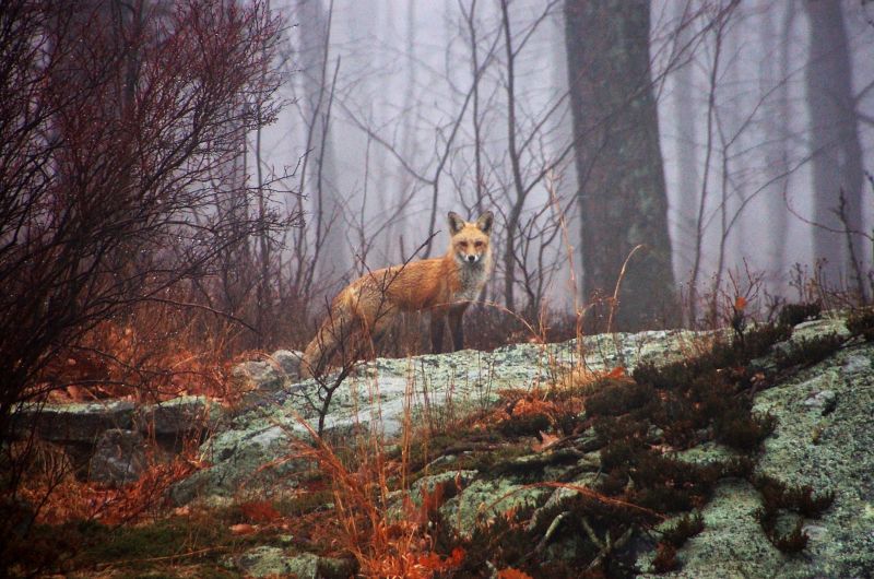 lumière du soleil, paysage, animaux, herbe, forêt, hiver lumière du soleil, paysage, animaux, herbe, forêt, hiver