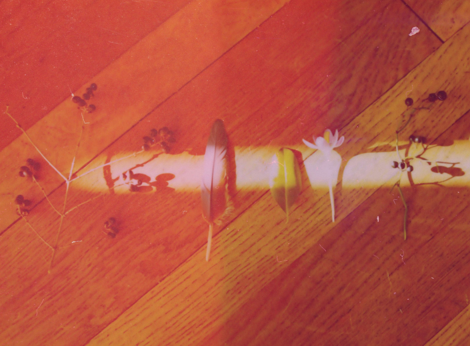 hoa, kết cấu, Lá, Mùa xuân, Quả mọng, ngũ cốc, Lông vũ, Lightleak, Cành cây, Fauxfilm