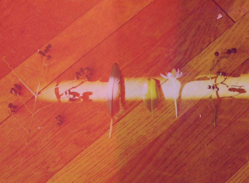 цветок,Текстура,Лист,весна,ягоды,Зерно