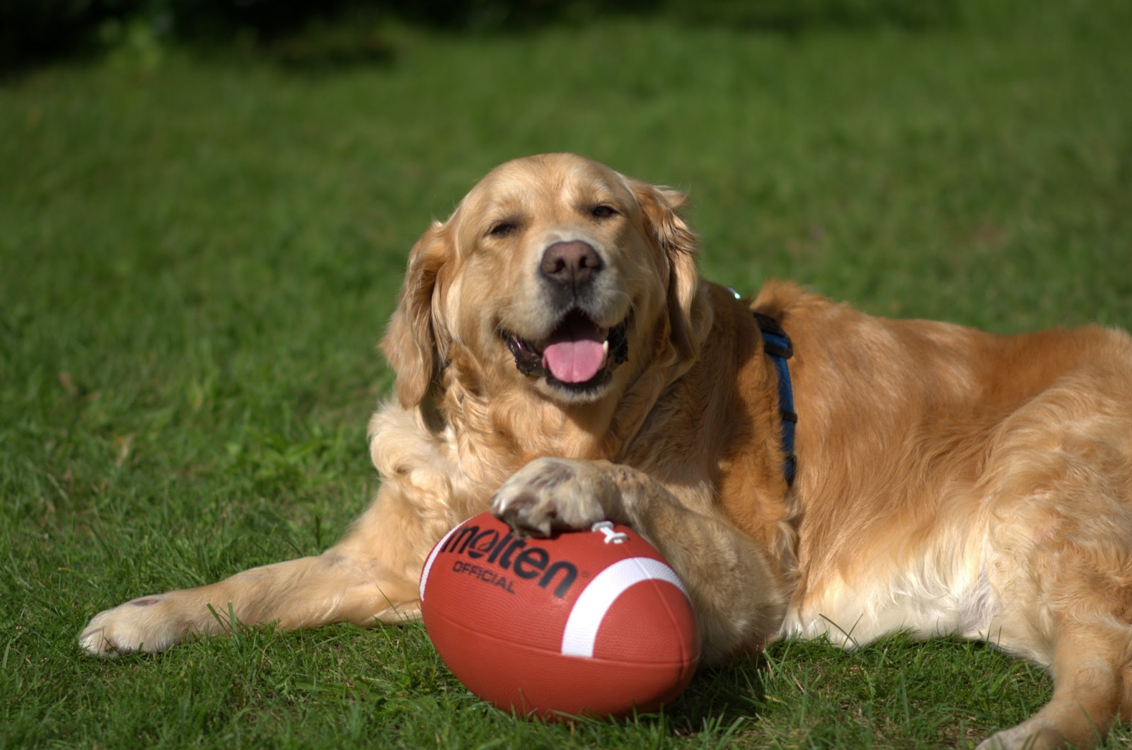 Wallpaper grass, ball, puppy, lying, playful, vertebrate, dog like