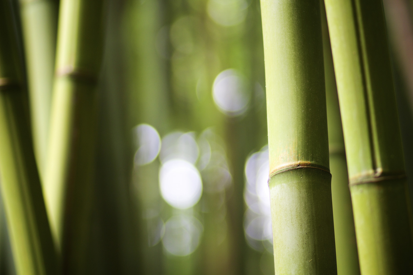 slunečnímu záření, tráva, zelená, ostrov, bambus, Azory, 85mm, Botanická zahrada, viajes, saomiguel, A rudy, zblízka, makro fotografie, tráva rodina, závod stonek, cesty, Ponta Delgada, Bambu