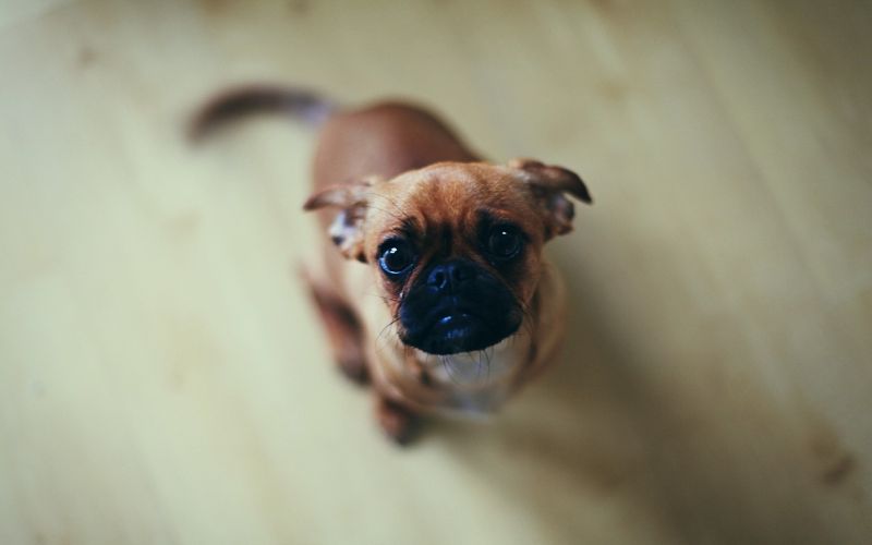 animals, dog, puppy, mammal, 1680x1050 px, boxer