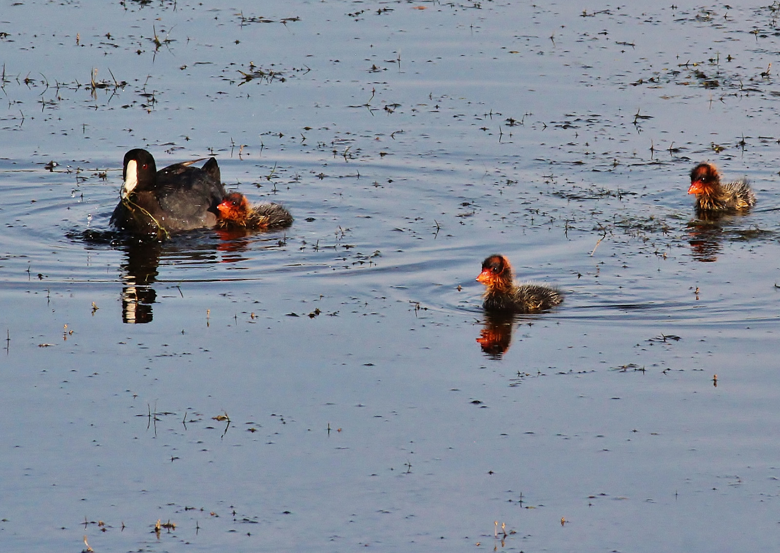 Fond D Ecran Animaux Eau La Nature Reflexion Parc Ailes Faune Canon Bebe Canard Animal Mignonne Sauvage Rage Foulque Nationalgeographic Bebes Dazzlingshots Tout Simplement Magnifique Oiseaux Aquatiques Le Marais Oiseau D Eau Canards