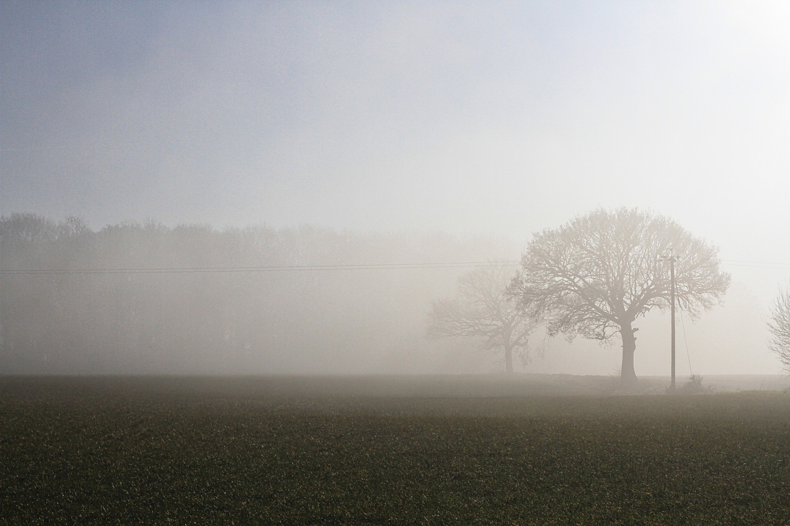 slunečnímu záření, krajina, tráva, nebe, zima, pole, větev, uklidnit, ráno, mlha, horizont, atmosféra, opar, strom, mlha, svítání, prostý, Essex, Atmosféra Země, dřevina, mrholení, jev, Colchester