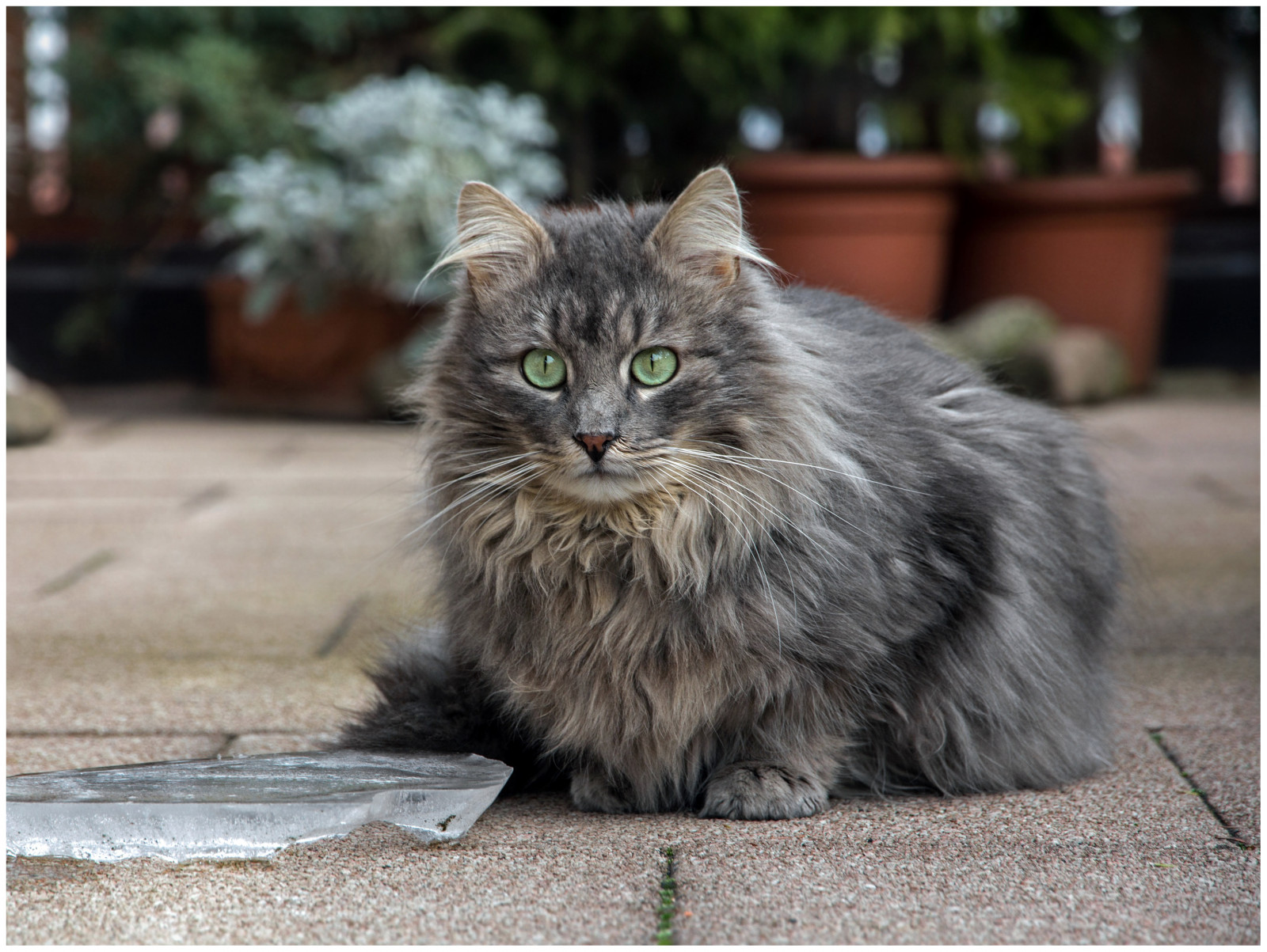 zima, led, kočka, Kočkovitý, povídat si, Koťátko, gato, katze, eis, Kater, Fynn, dlouhosrstý, langhaarkatze, fynnegan