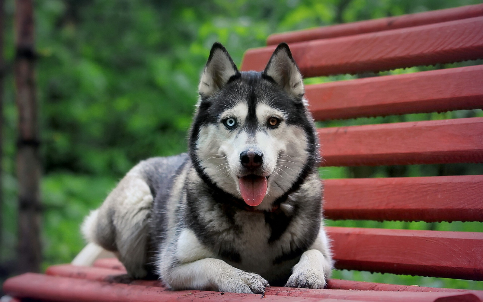 Hintergrundbilder : Bank, Sibirischer Husky, warten, sich ausruhen