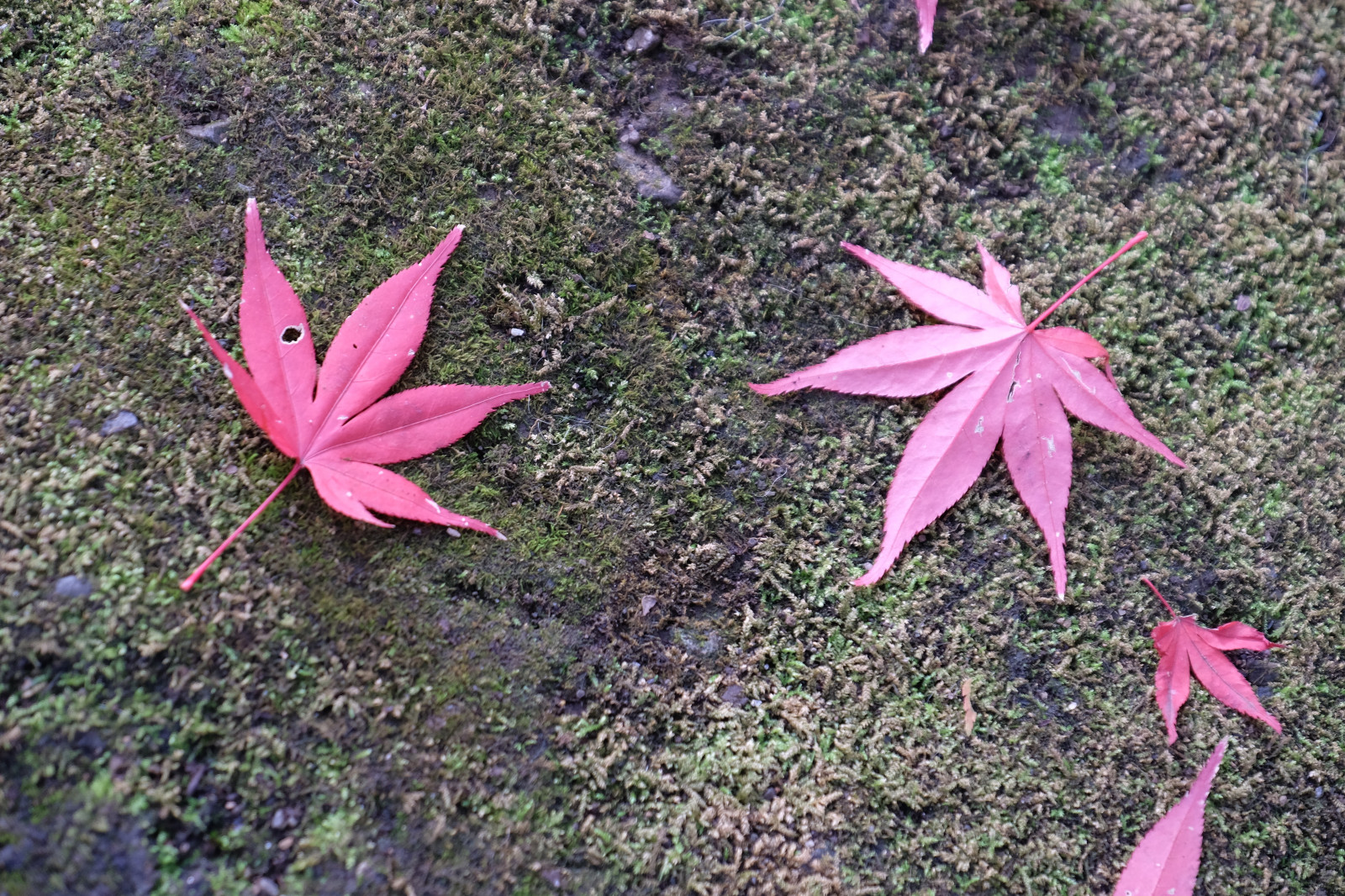 Wallpaper : pink, Tokyo, fujifilm, autumn, flower, flora, petal