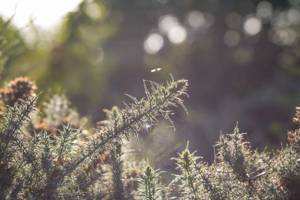 sunlight,nature,grass,macro,forest,winter