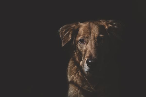black,dog,blackbackground,goldenretriever,dark,Studio