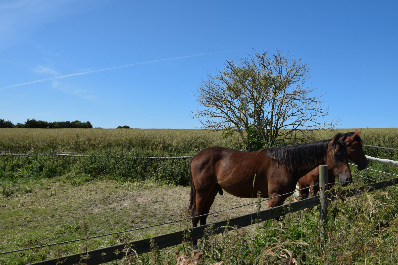 krajina, voda, jízdní kolo, kůň, tráva, nebe, pole, mraky, hospodařit, ostrov, letní, Švédsko, step, zvíře, Pohled, lučina, oceán, resund, sk ne, venkov, Landskrona, koně, pastvina, bl nebe, ven, Hven, backafall, vingestig, h hvězda, louka, kobyla, prérie, ranč, venkov, místo výskytu, přírodní prostředí, ekosystém, kůň jako savci, hřebec, mustang kůň, stezka na koni, pack animal, pastvisko