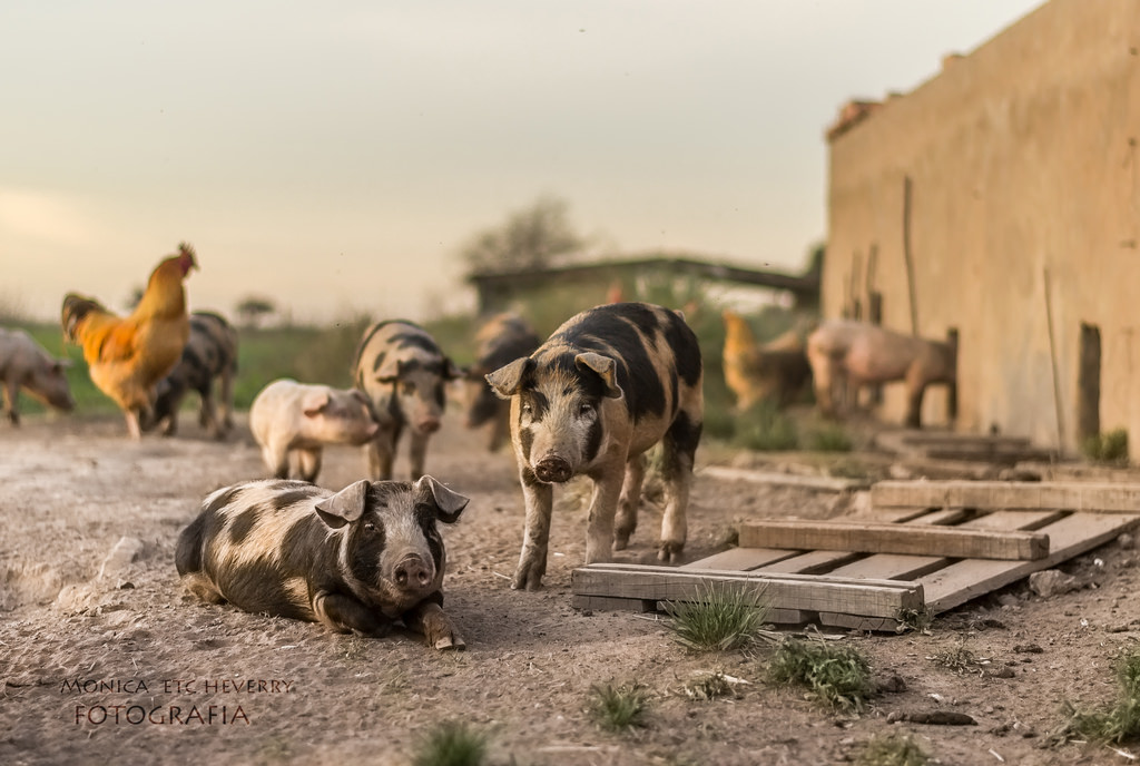 zvěř, prasata, Příroda, pole, hospodařit, Nikon, 2013, Argentina, campo, světlo, země, den, fotografie, naturaleza, animales, dia, D3100, luz, monicaetcheverry, pes jako savec, majonéza, Granja, cerdos