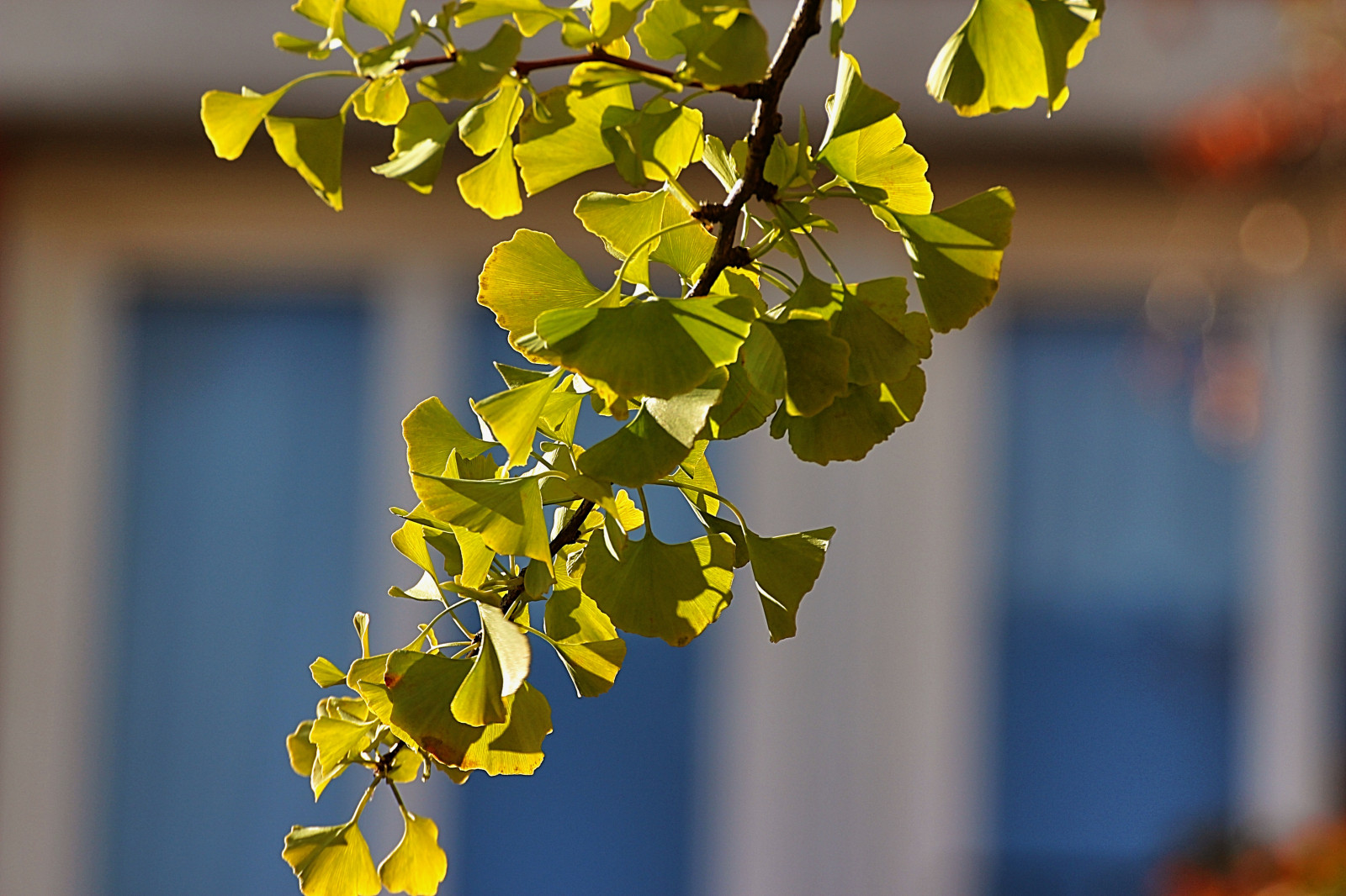 slunečnímu záření, jídlo, větev, ovoce, zelená, žlutý, květ, jaro, ginko, strom, podzim, list, květ, rostlina, sezóna, flóra, tři, listy, vyrobit, botanika, kvetoucí rostlina, dřevina, makro fotografie, závod stonek, jinan dvoulaločný