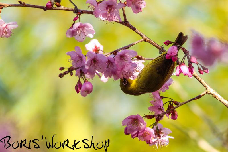 flora, blomst, blomst, lyserød, forår, afdeling