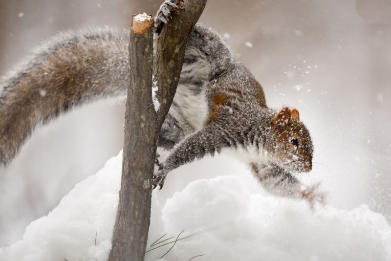 animali, inverno, la neve, mammiferi, scoiattolo animali, inverno, la neve, mammiferi, scoiattolo