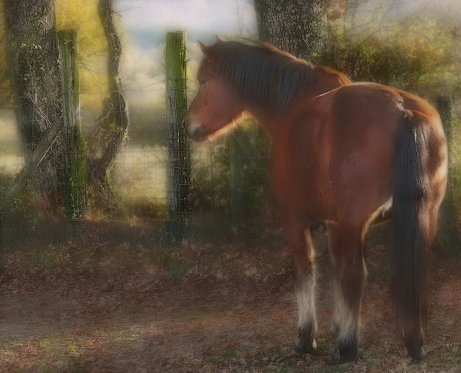 autunno, natura, cavallo, erba, all'aperto, nebbia, natura, Francia, francese, Panasonic, Puledro, ARTE, leggero, albero, animale, autunno, prateria, bestiame, Rein, Francia, pascolo, digitale, puledro, arbre, cavalla, lumix, fauna, Frankreich, Bourgogne, frankrijk, animaux, ranch, FZ50, grugno, criniera, cavallo come mammifero, stallone, cavallo mustang, bestia da soma, Borgogna, briglia, pascolo, ecoregione, francais, yonne, Svetlost, Mladjenovic, priroda, morvan, drvo, animauxdecompagnie, finimenti, Cabalo, Acetosa, horse supplies