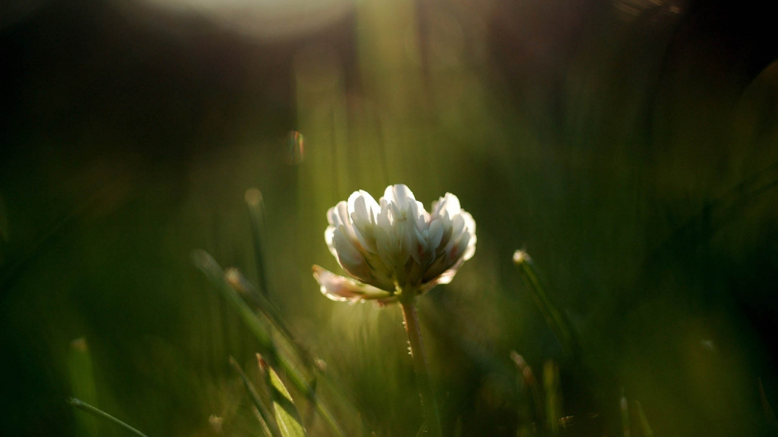 luce del sole, natura, erba, campo, fotografia, verde, fiorire, Margherita, leggero, foglia, fiore, pianta, flora, petalo, prato, Fiore di campo, trifoglio, sfondo del computer, impianto di terra, pianta fiorita, avvicinamento, fotografia macro, famiglia di erba, staminali vegetali