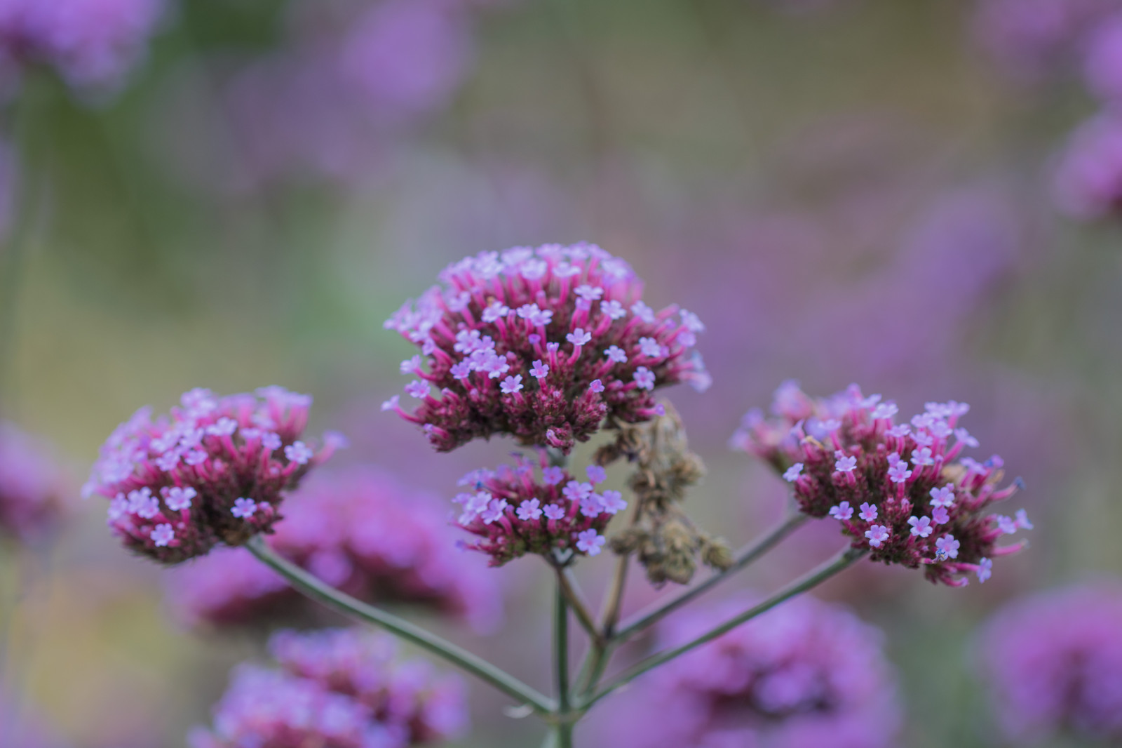 zahrada, Příroda, park, květ, podzim, květ, rostlina, flóra, Blomma, h st, exif modelu canoneos760d, geocountry, Kamera aby kánon, geocity, Model fotoaparátu canoneos760d, geostate, geolocation, exif aby kánon, EXIF isospeed 100, exif focallength 100mm, EXIF ef100mmf28lmacroisusm čočka, Alnarp, okvětní lístek, EXIF otvor 32, divoká rostlina, botanika, suchozemská rostlina, kvetoucí rostlina, zblízka, keř, jednoletá rostlina, makro fotografie