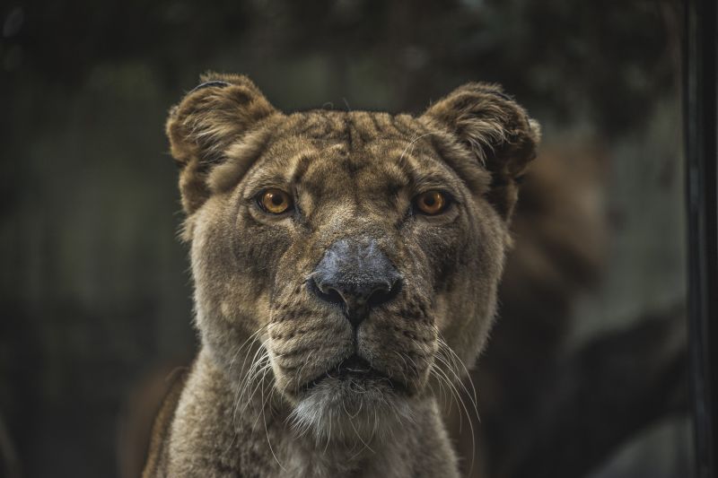 1950x1300 px,djur,lejon