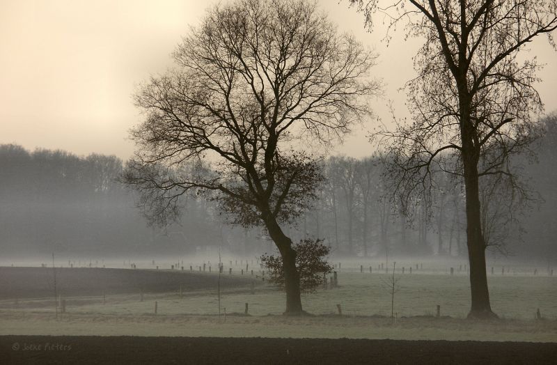 albero, mattina, nebbia, nebbia, pianta legnosa, atmosfera