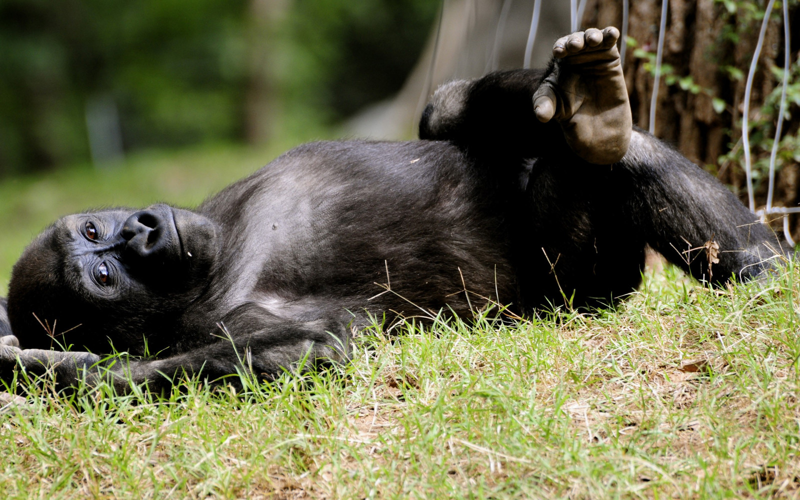zvěř, Volně žijících živočichů, zoologická zahrada, opice, fauna, savec, obratlovců, západní gorila, velký lidoop, primát, šimpanz, obyčejný šimpanz, ploskonosí