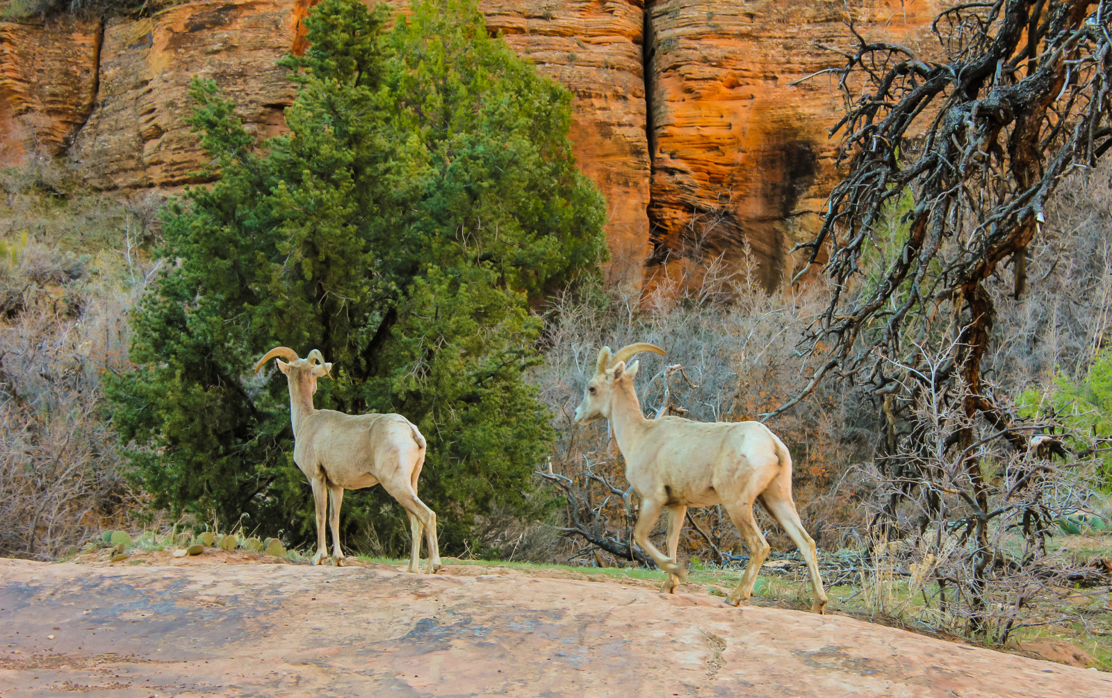 krajina, Skála, tráva, růžky, Volně žijících živočichů, národní park, Utah, ovce, antilopa, strom, hospodářská zvířata, pastvina, stádo, fauna, Severní Amerika, zionnationalpark, křoviny, ohrožený, velký roh, mountainsheep, Oviscanadensis, plant community