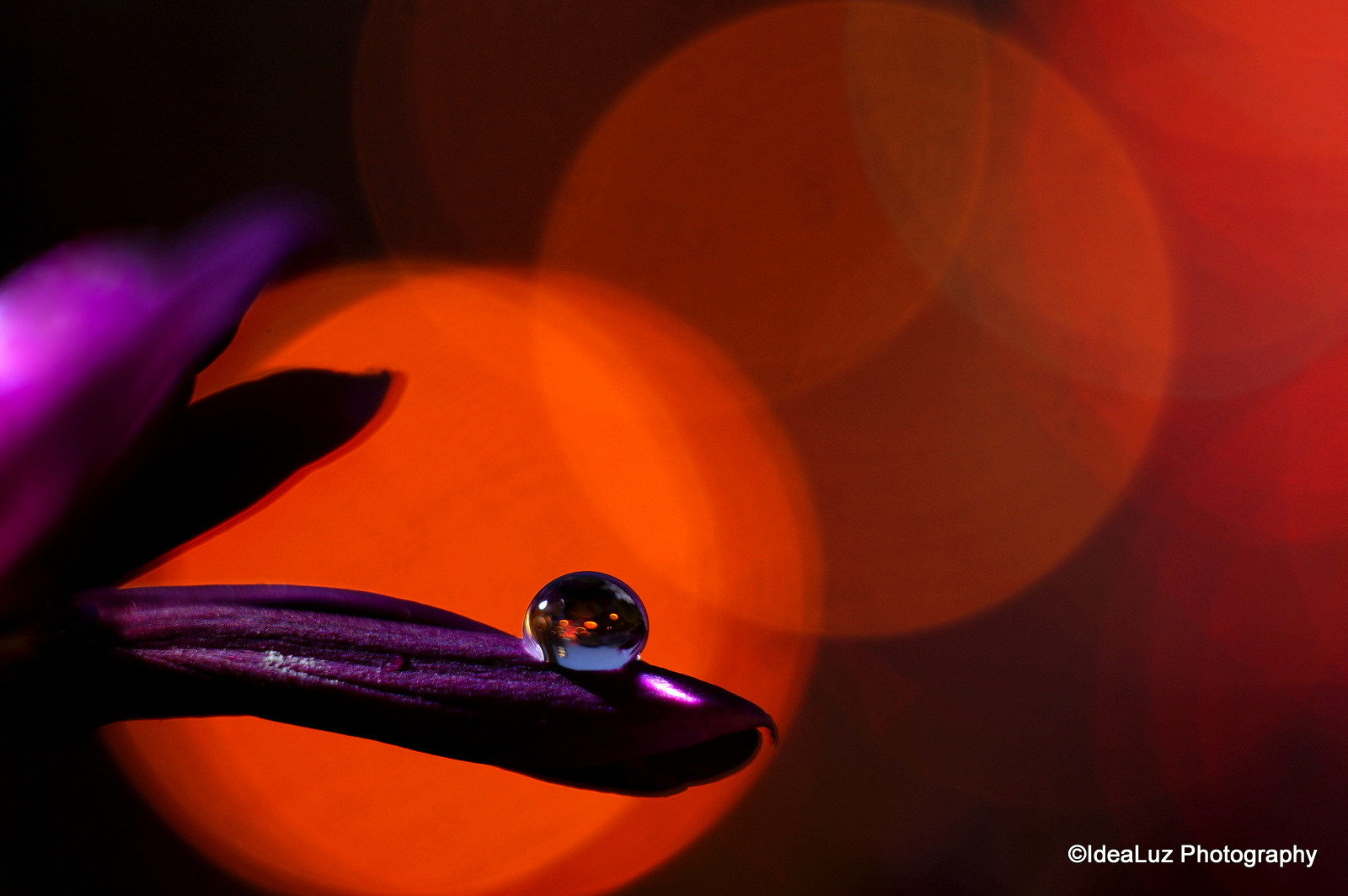 voda, Příroda, Červené, odraz, stín, nachový, makro, oranžový, Svatozář, Sony, bokeh, růžový, průhlednost, purpurová, Lom světla, Tubes, světlo, květ, transluscent, rostlina, pokles, odstín, kapička, tma, okvětní lístek, nex, sigma, 60mm, zrcadlení, počítač tapeta, zblízka, makro fotografie, zátiší fotografování, rozšíření, transparence, nex5t