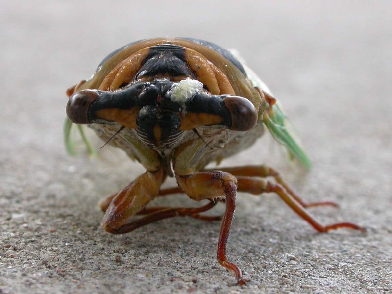 makro,1600x1200 px,cikáda,hmyz