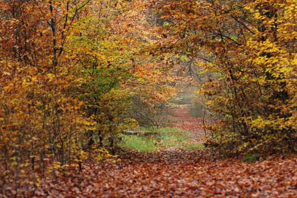 sunlight,trees,forest,tree,autumn,leaf