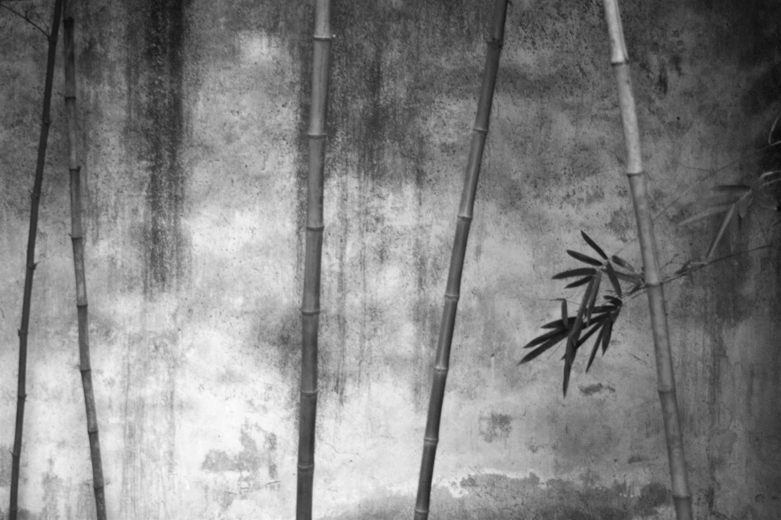 Čína, zahrada, suzhou, bambus, lihovar, Jiangsu, Vznášející se vlny, lpbest2007