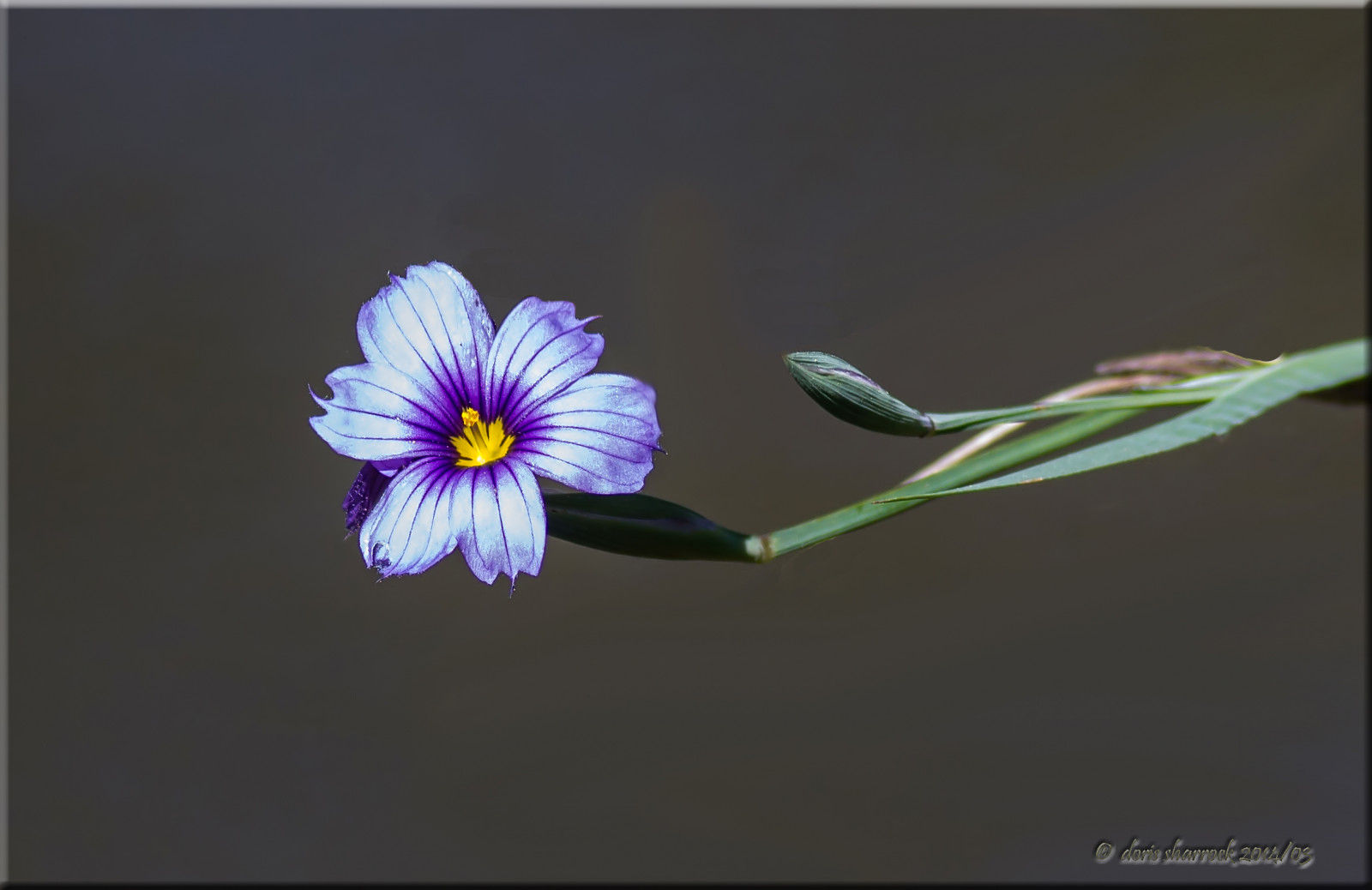 Sfondi : viola, blu, fiorire, fiori selvatici, fiore, flora, petalo