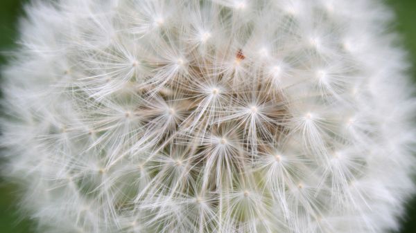 dandelion, fluff, close up, light