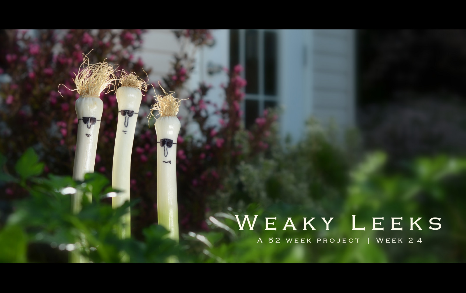 zelenina, projekt, legrační, humor, týden, týdny, Pórek, wiki, 52, úniky, Projet, semaines, strobist, weakyleeks, weakyleaks