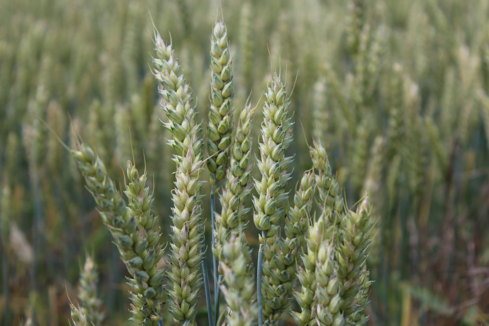 jídlo, tráva, pole, pšenice, Žito, obilnina, semena, květ, rostlina, flóra, zemědělství, soderslatt, prérie, oříznutí, botanika, suchozemská rostlina, kvetoucí rostlina, ekosystém, tráva rodina, závod stonek, Phragmites, potravy zrní, zboží, einkorn pšenice, triticale, Hordeum