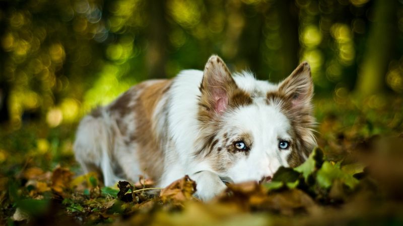 hojas, Animales, profundidad de campo, ojos azules, césped, perro hojas, Animales, profundidad de campo, ojos azules, césped, perro