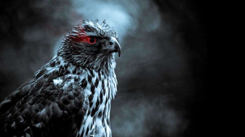 black, monochrome, selective coloring, birds, bird of prey, eagle black, monochrome, selective coloring, birds, bird of prey, eagle
