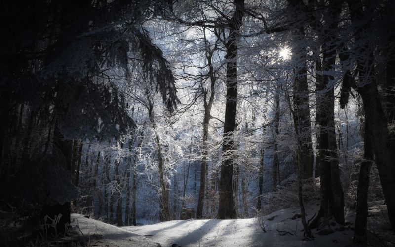 sunlight, forest, nature, snow, winter, branch sunlight, forest, nature, snow, winter, branch